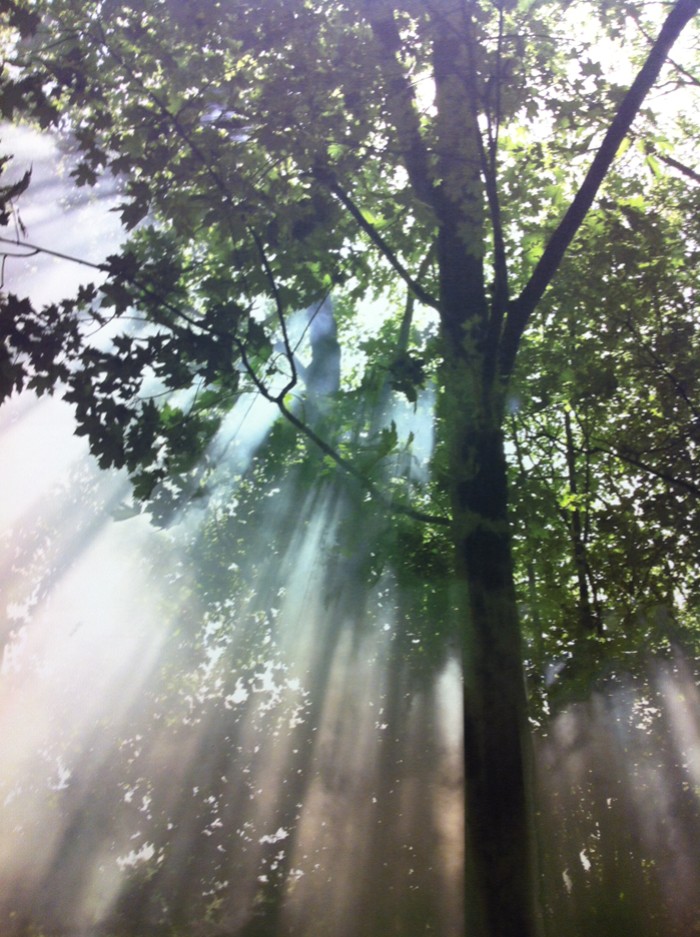 From My Cellphone Good Morning.jpg