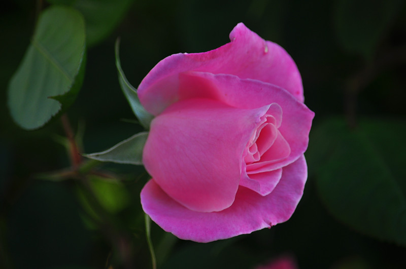 DSC_0339_����.jpg