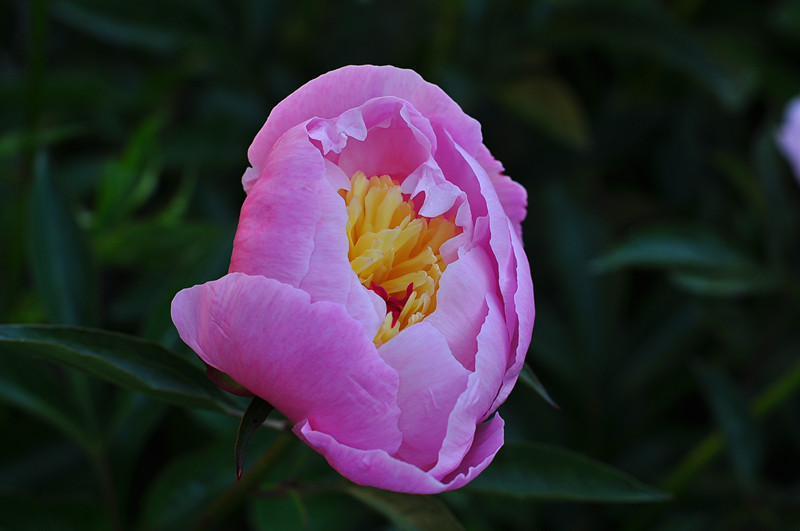 DSC_0394_����.jpg