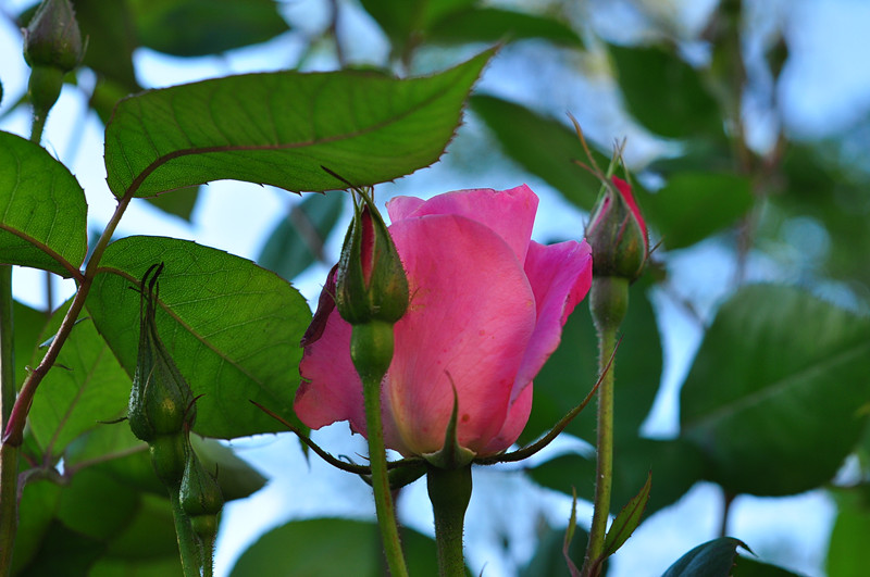 DSC_0388_����.jpg