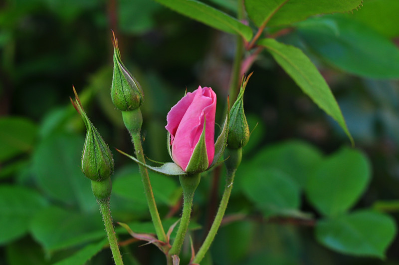 DSC_0387_����.jpg