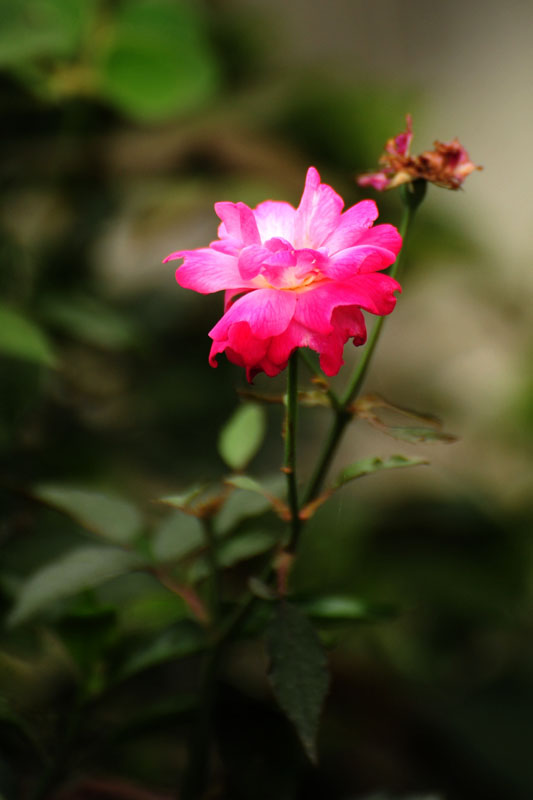 DSC_3935.jpg