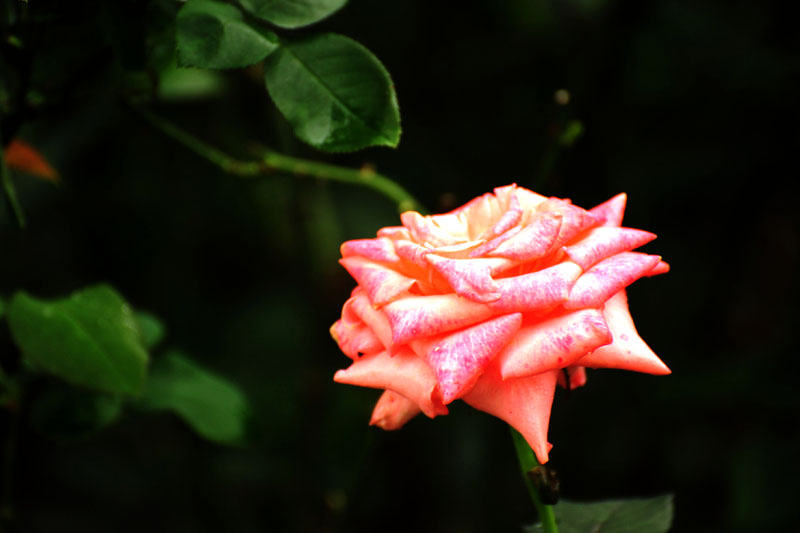 DSC_3100.jpg