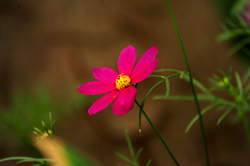 DSC_3923.jpg