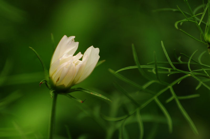 DSC_3930.jpg