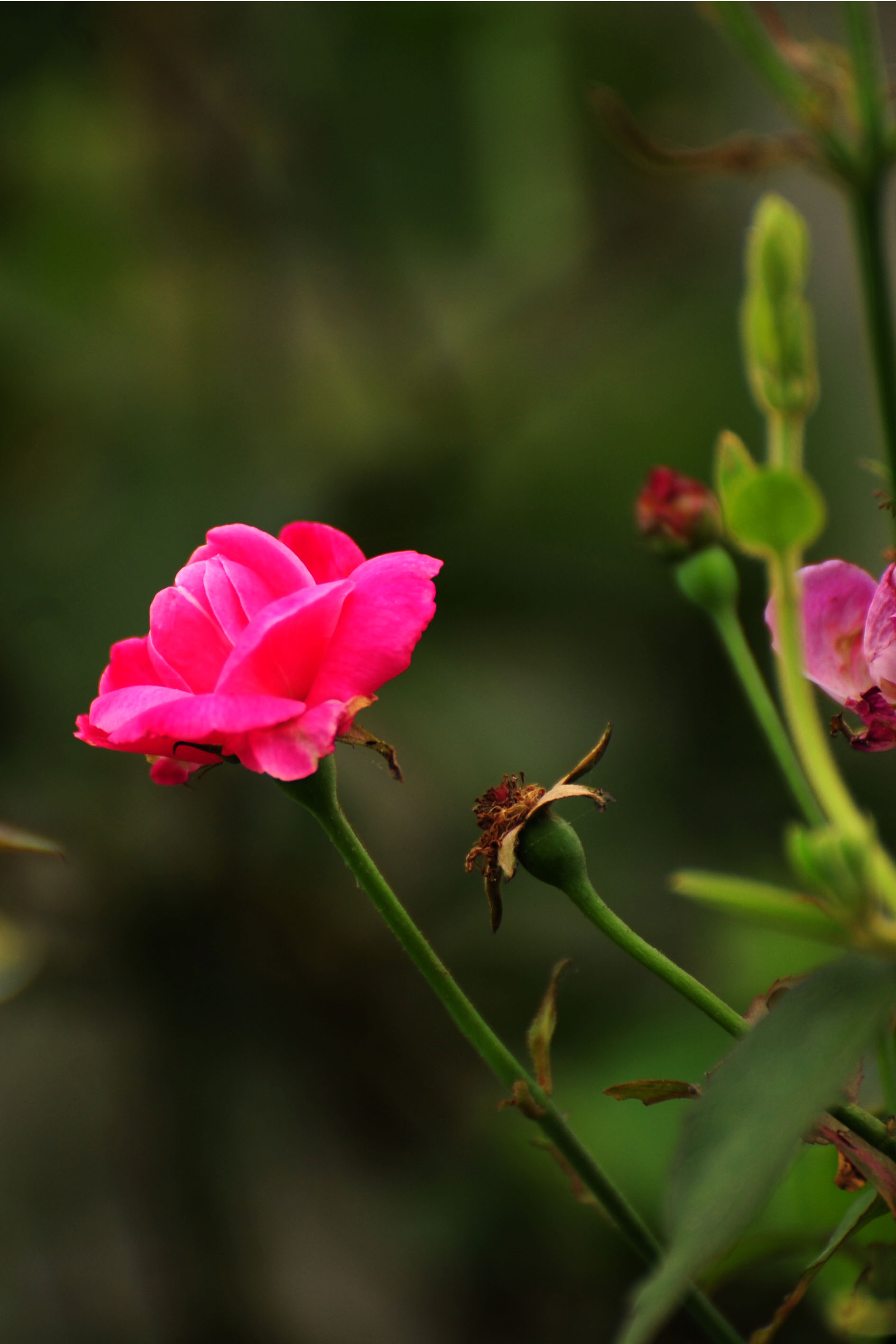 DSC_3931.jpg