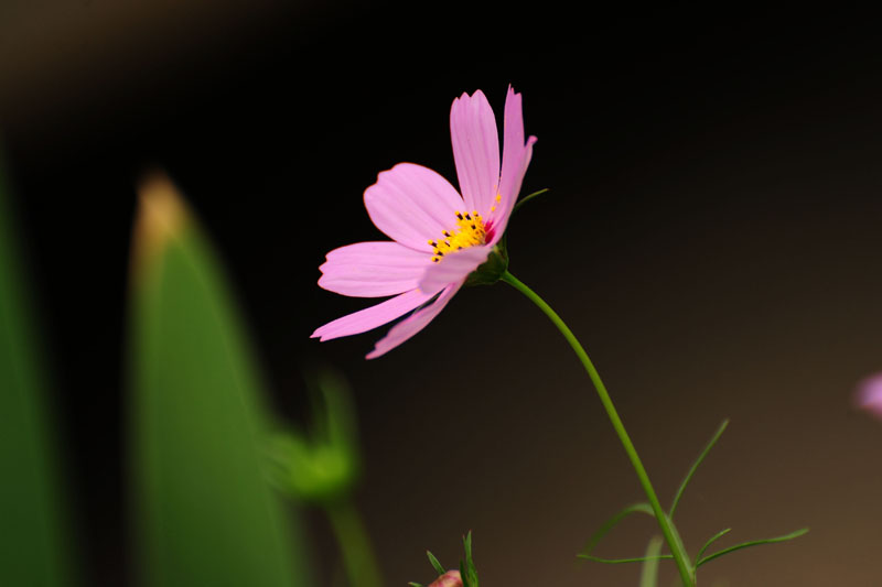 DSC_3925.jpg