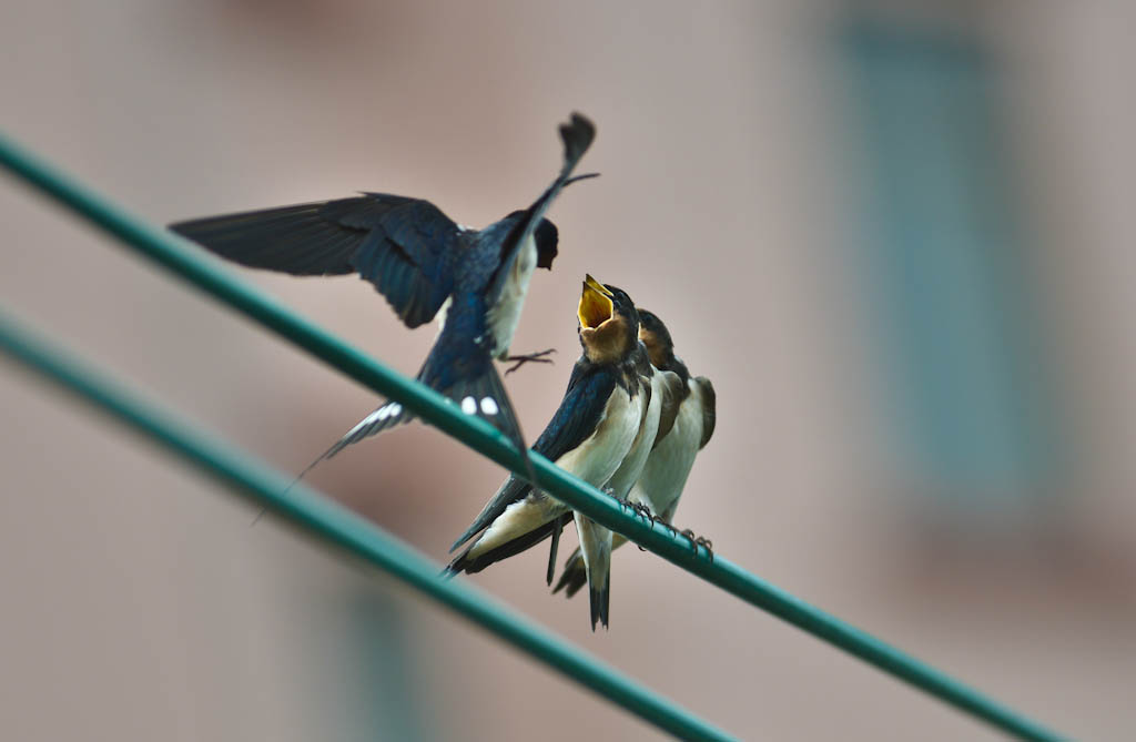 DSC_3313.jpg