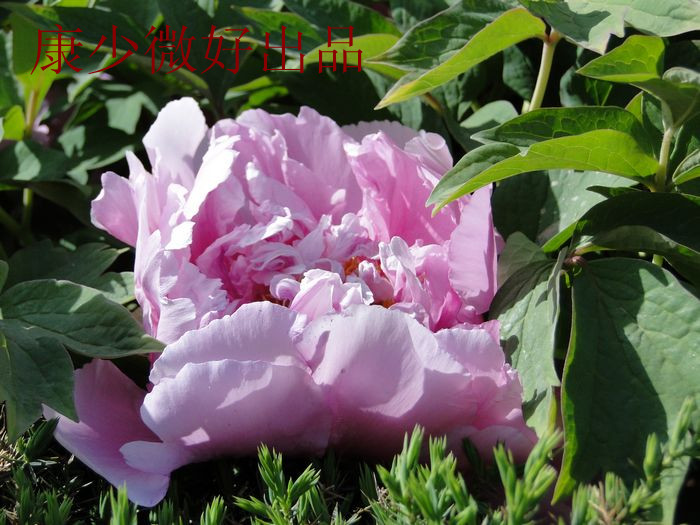 DSC02926_.jpg