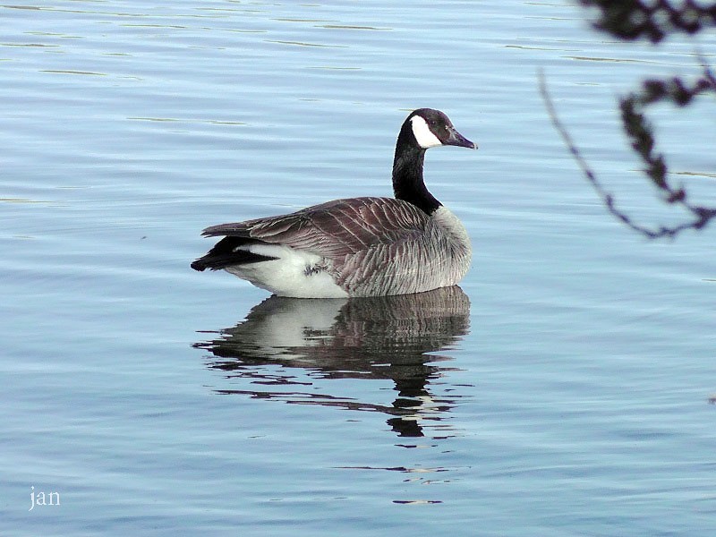 H1580298=.jpg