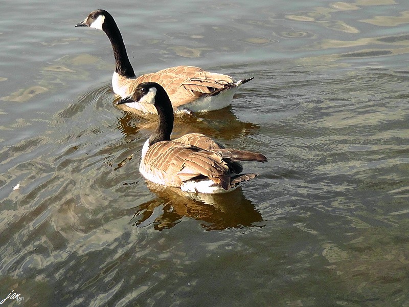 H1580327=.jpg