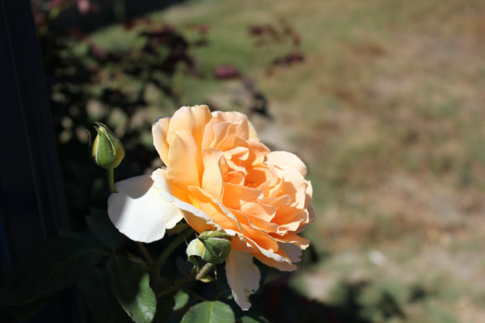 2012_07070238.JPG