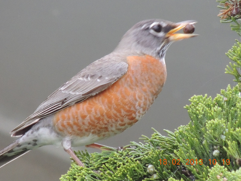 bird 778_.jpg
