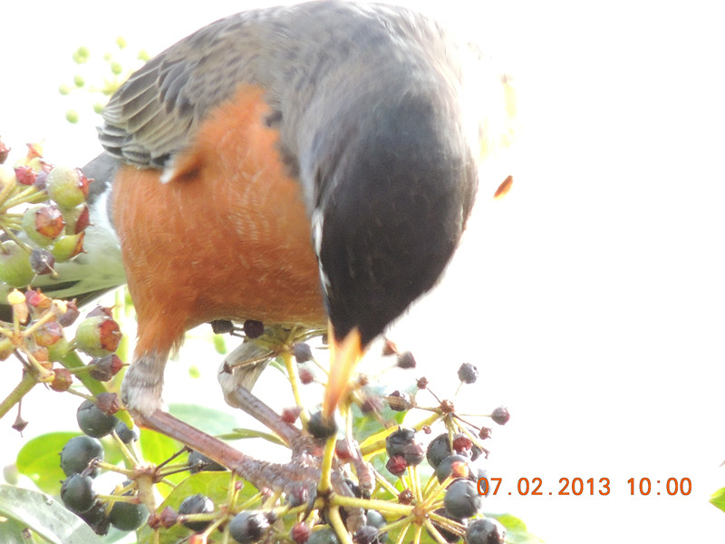 bird 334_.jpg