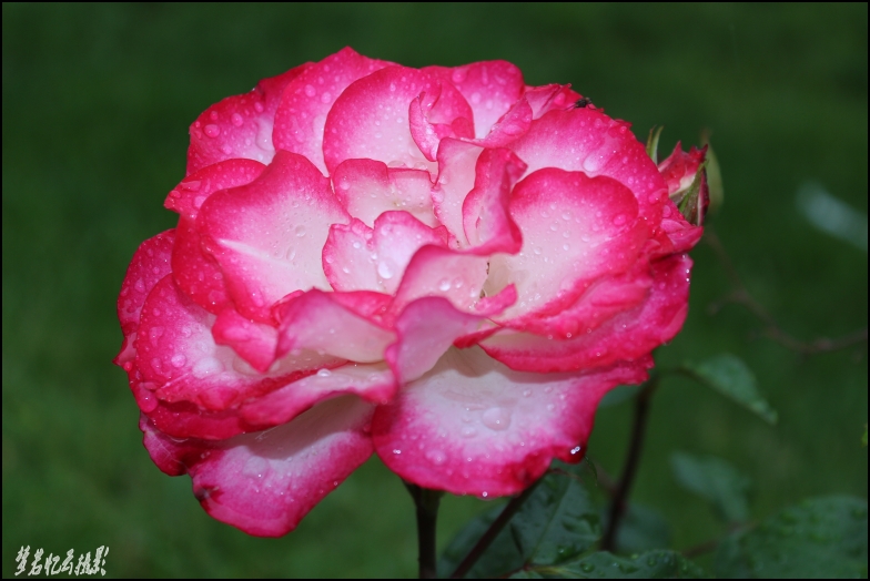 20130610 004_conew1.jpg