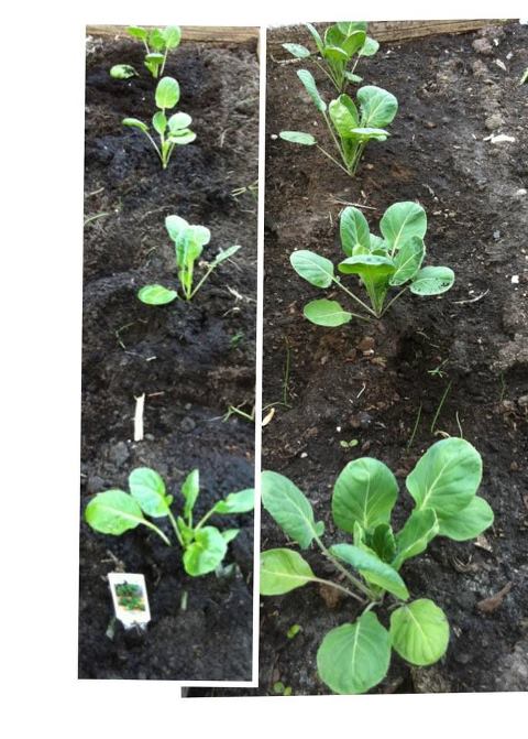 Brussels sprout.jpg