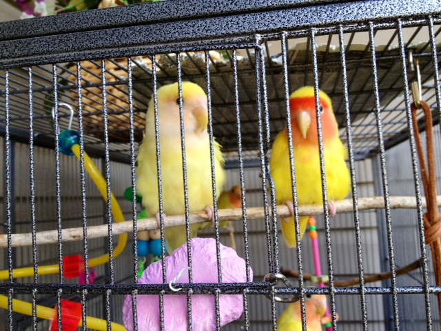 birds1.jpg