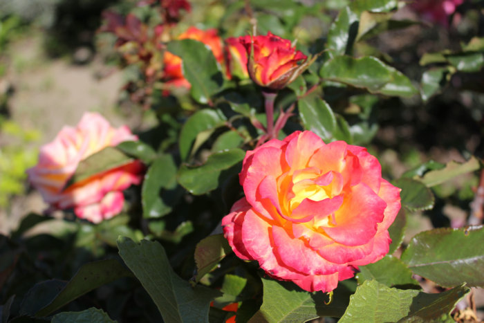 2012_07070009_副本.JPG