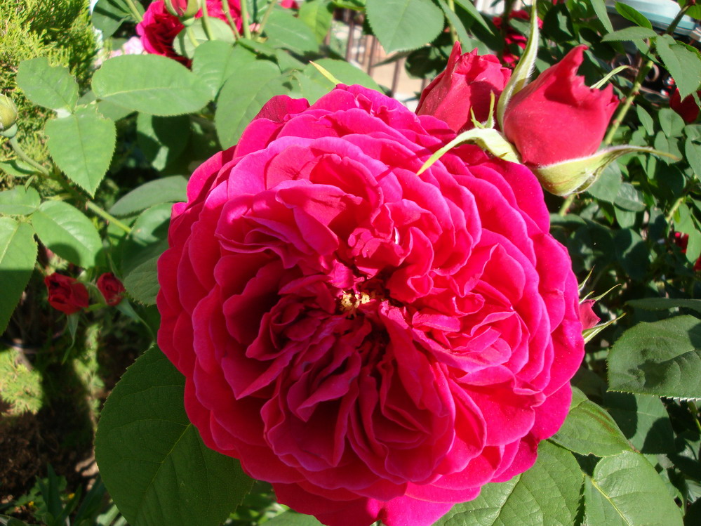 DSC05545.JPG