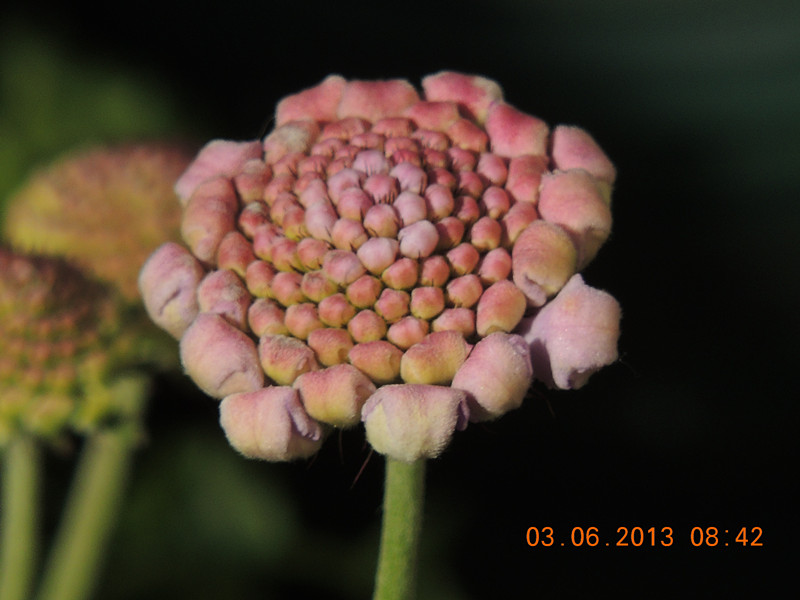 flower 561_.jpg