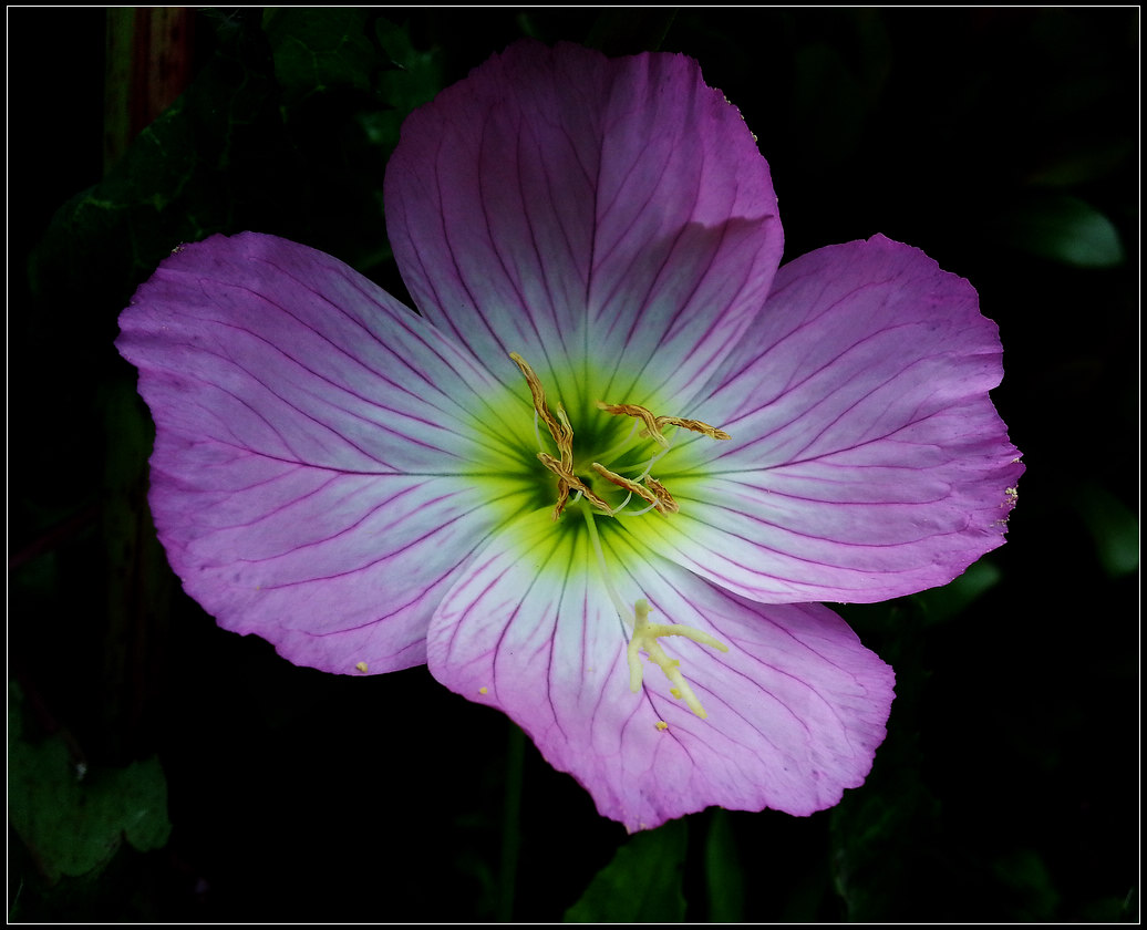 �ֻ�����