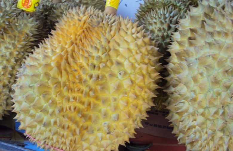 001_conew203.jpg