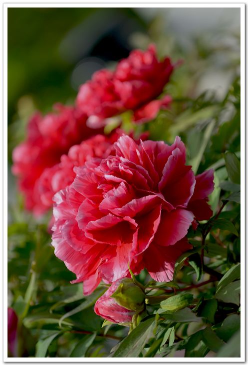 nEO_IMG_DSC_3344.jpg