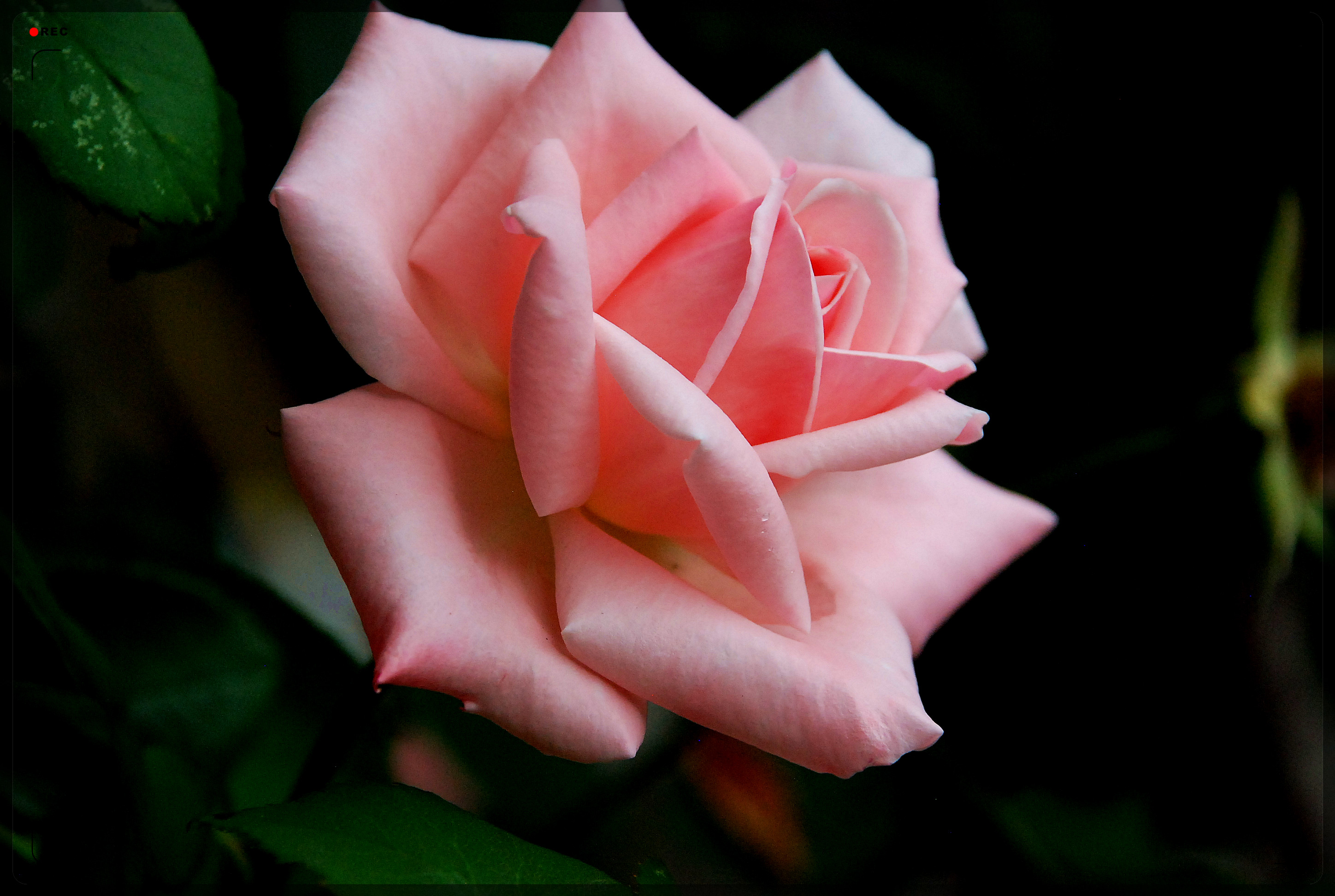 DSC_0005.jpg