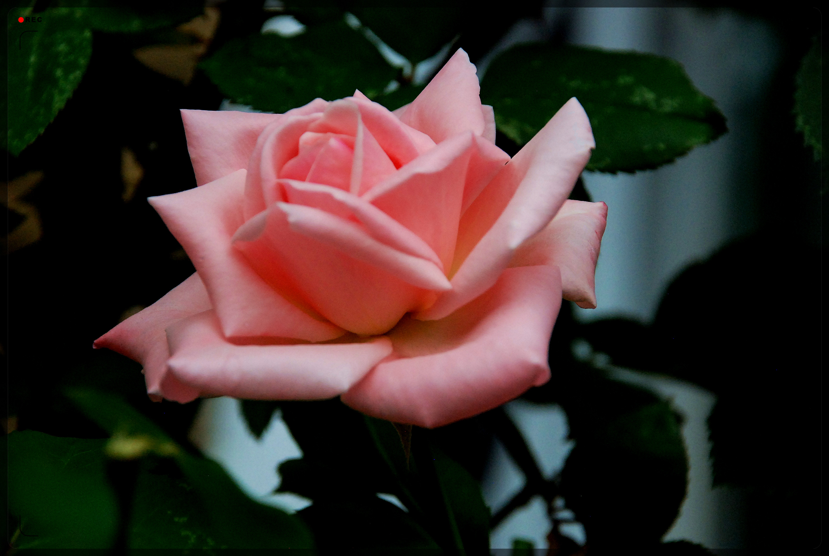 DSC_0004.jpg