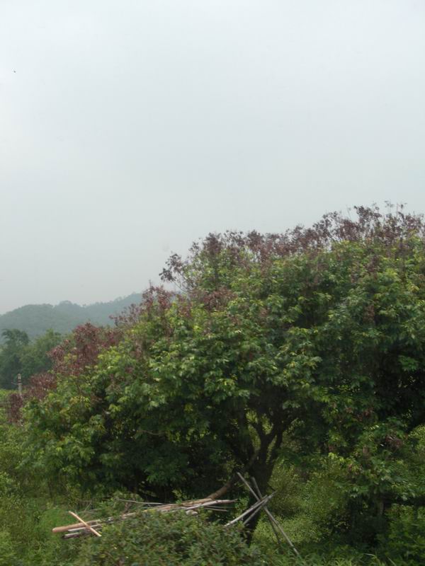 CIMG0206.JPG