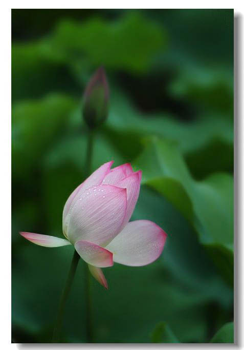 13年荷花 078.jpg