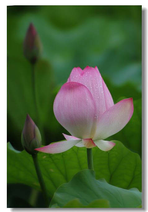 13年荷花 026.jpg