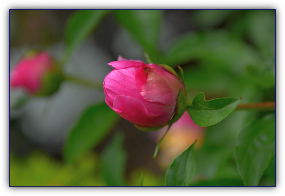 DSC_4085.jpg