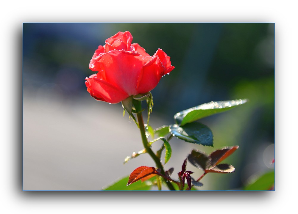 DSC_4695.jpg