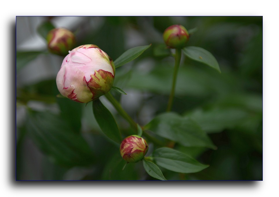DSC_4113.jpg