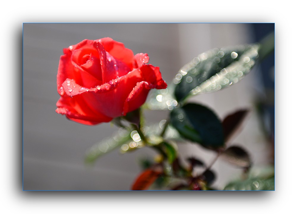 DSC_4696.jpg