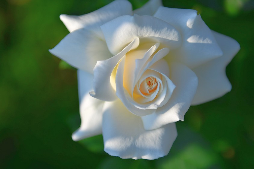 DSC_4672.jpg