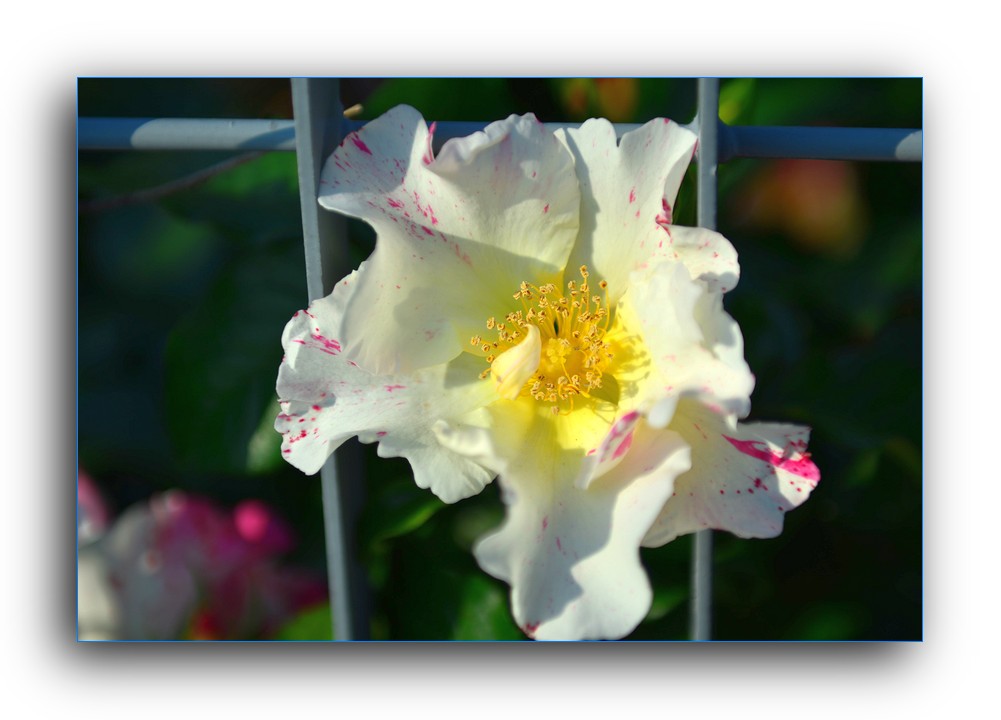 DSC_4661.jpg