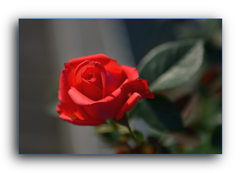 DSC_4664.jpg