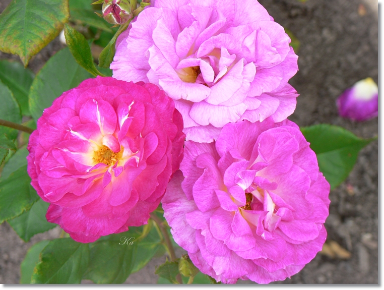 flowers 21-01-13 043.jpg