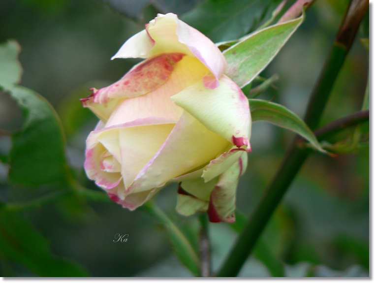 flowers 10-05-13 089.jpg