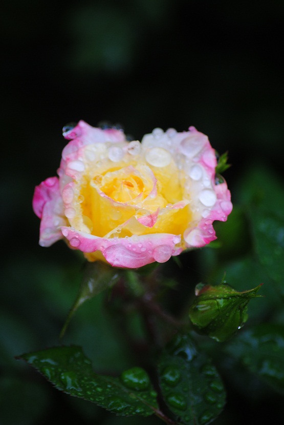 DSC_0435.JPG