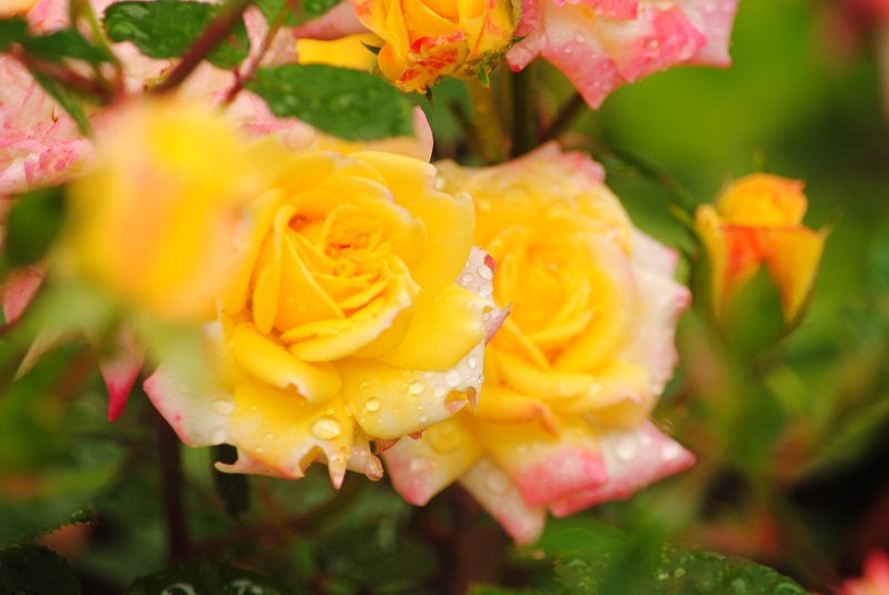 DSC_0527.JPG