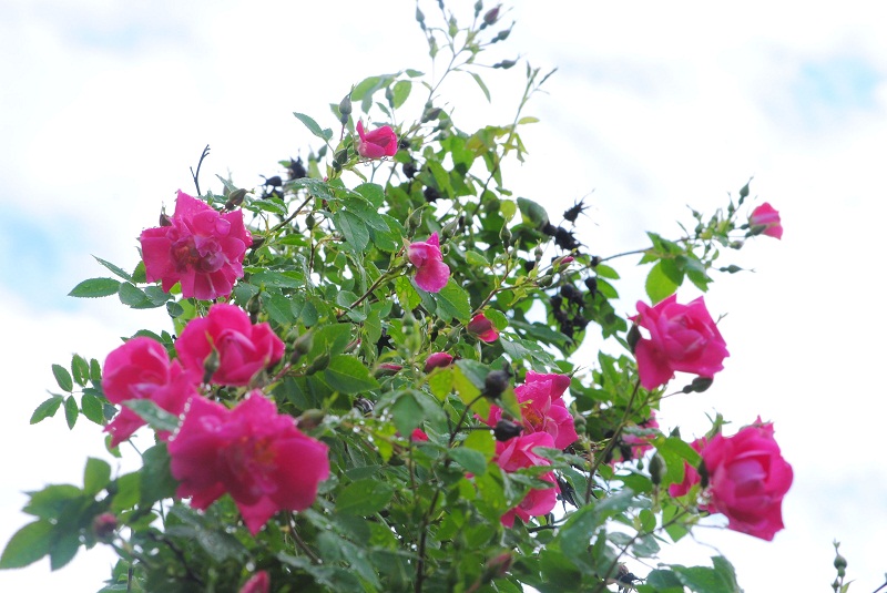 DSC_0422.JPG
