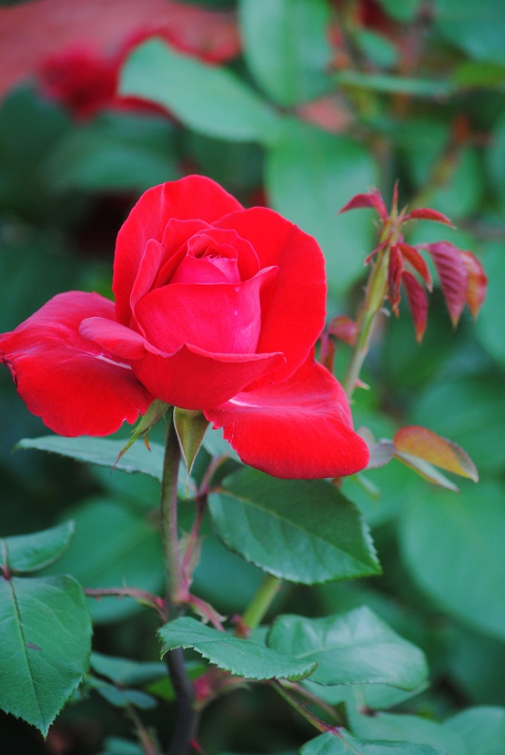 DSC_0490.JPG