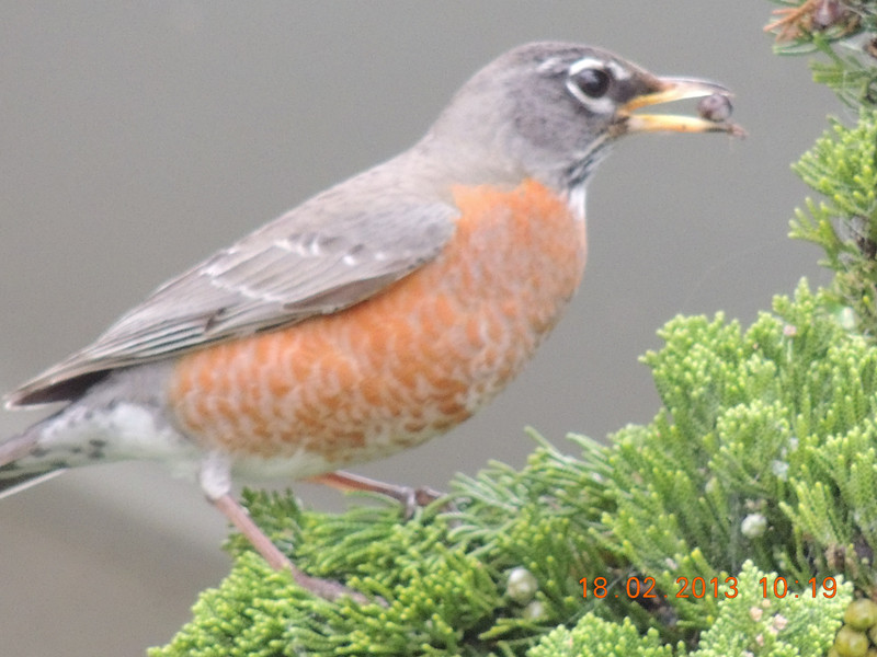 bird 779_.jpg
