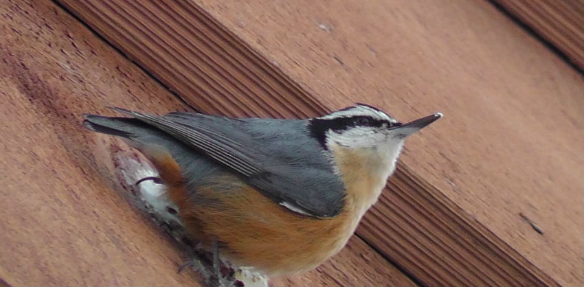 H3690087.JPG