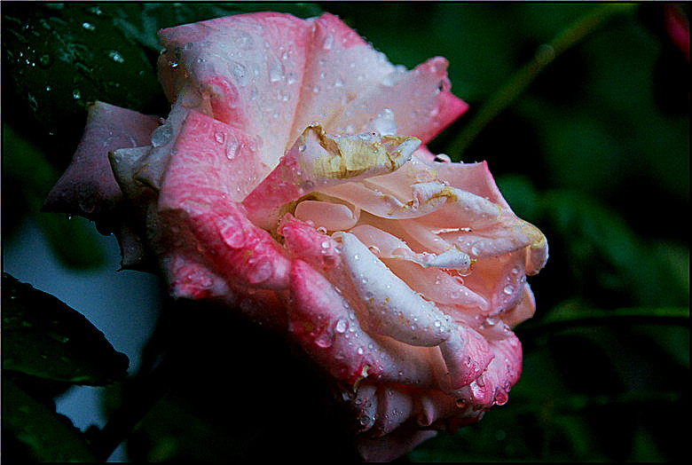 DSC_0001_����.jpg
