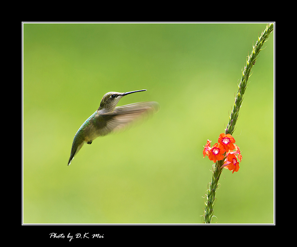 DSC_4853C.jpg