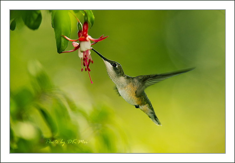 DSC_5057C.jpg